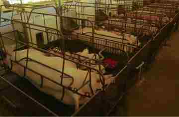 Paraná consolida liderança na exportação de suínos de raça; colheita de soja alcança 37%